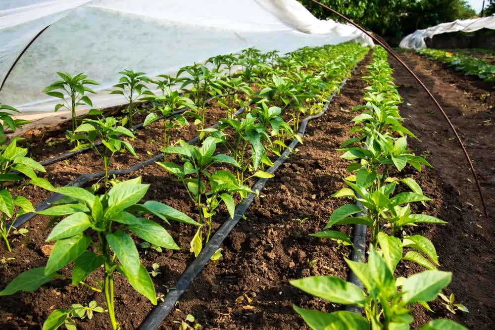  drip irrigation system in bangalore
